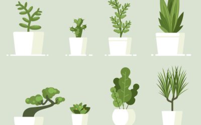 The best indoor plants and how to care for them