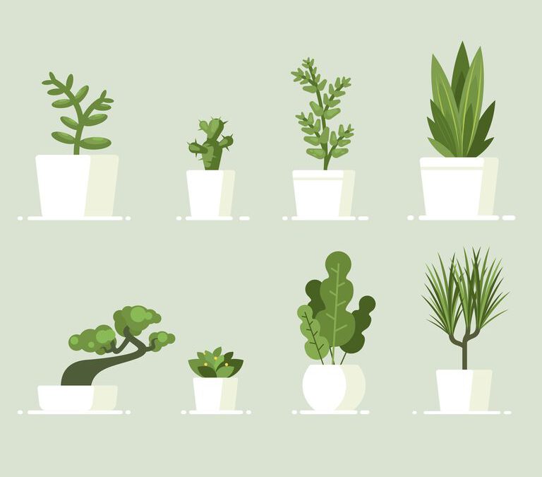 The best indoor plants and how to care for them